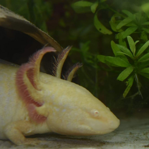 axolotl male gold 25cm 1an
