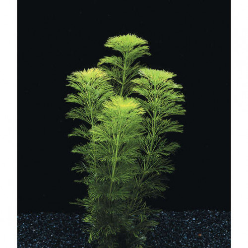 limnophila sessiliflora