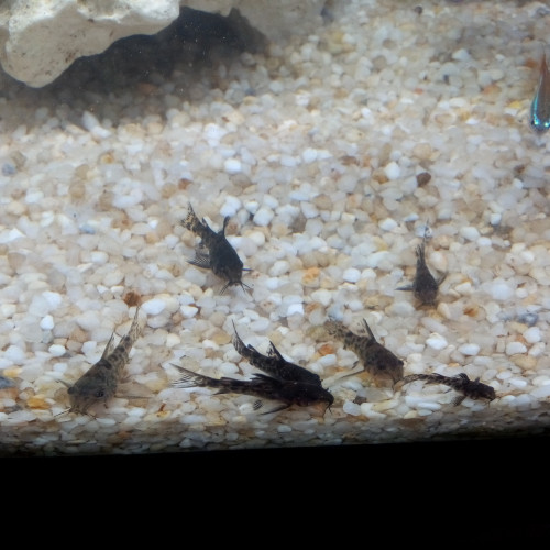 donne 9 corydoras poivrés , mouchetés noirs