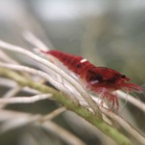 Taïwan Bee red ruby