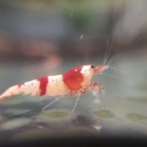 caridina Red crystal