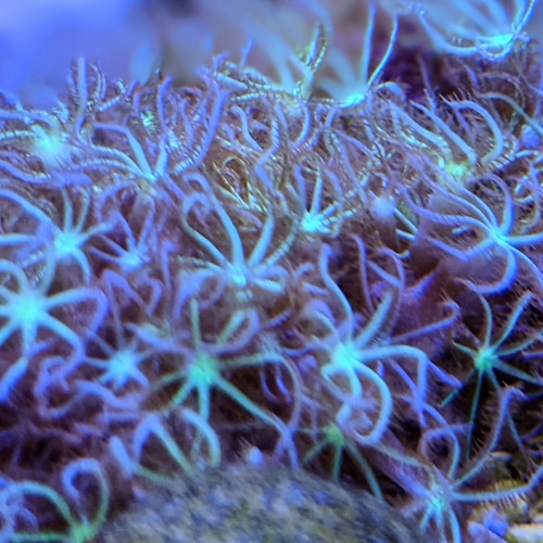 Divers coraux mous