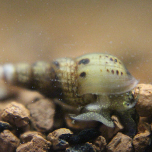 Escargots mélanoïdes toutes tailles.