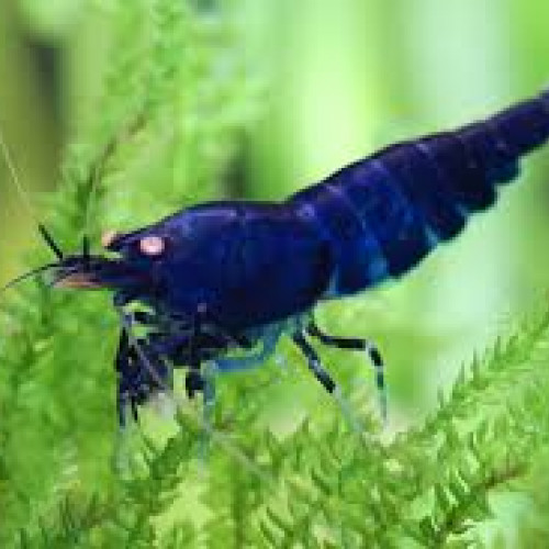 Recherche en don crevette neocaridina