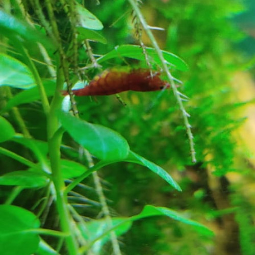 Red Sakura / Red Cherry