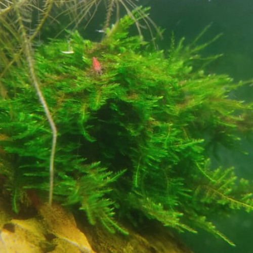 Red Sakura / Red Cherry