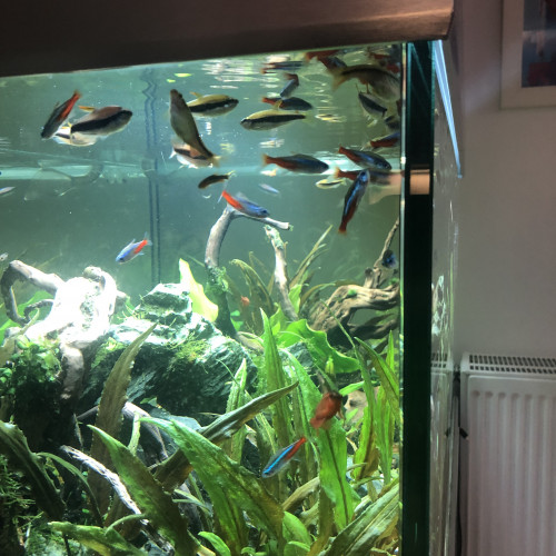 Tetra royal, Néon, Barbus Titeya
