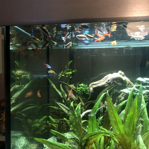 Tetra royal, Néon, Barbus Titeya