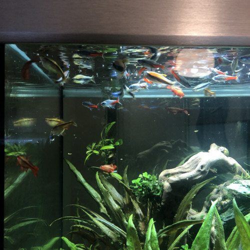 Tetra royal, Néon, Barbus Titeya