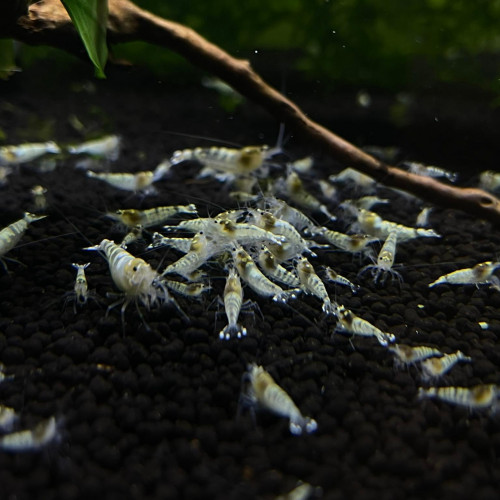 Crevette Caridina Ghost Pinto