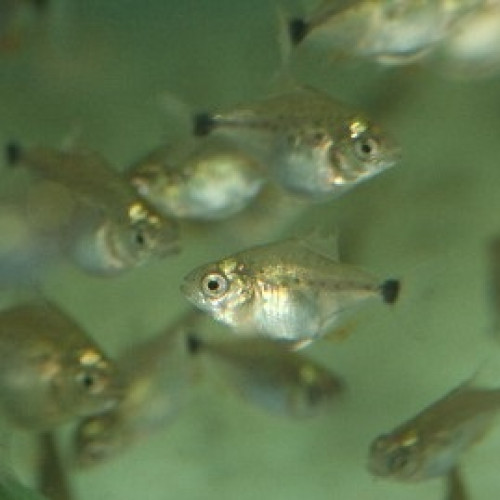 Piranhas - Piranha - Pygocentrus nattereri juvéniles 2 - 3 cm