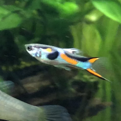 Vente Guppy Endler Mâle Femelle