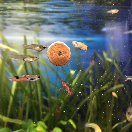 Vente Guppy Endler Mâle Femelle