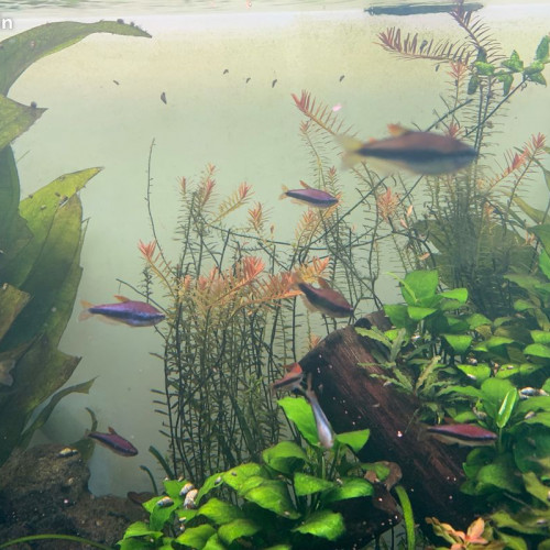 Banc de 15 Impachtys kerri ( tetra royal )