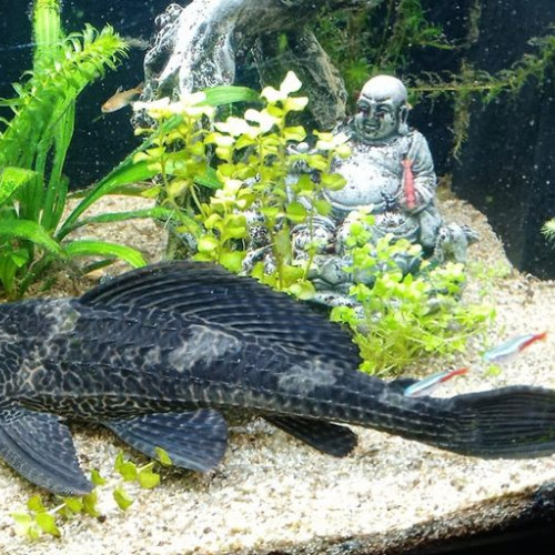 Pleco