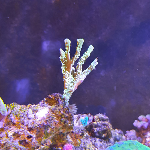 Montipora stellata