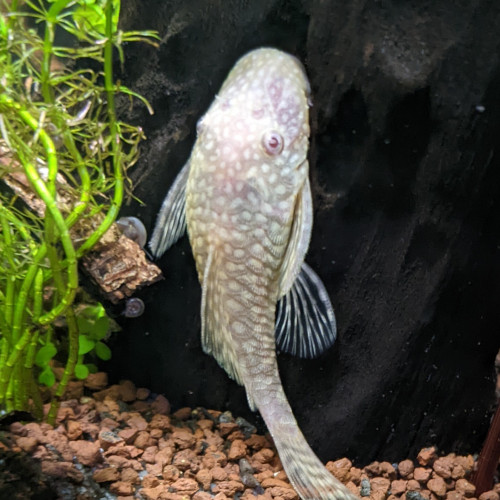 Ancistrus gold/albinos