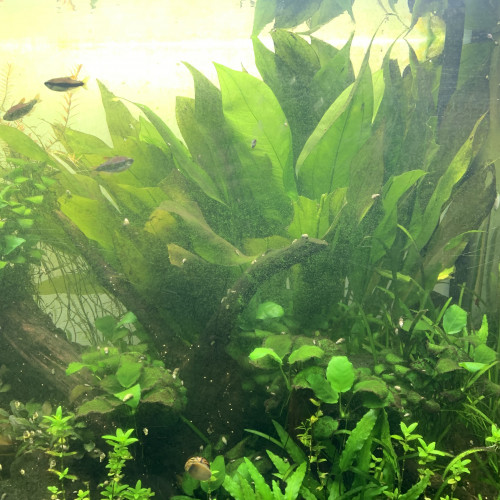 Echinodorus Bleheri XXL