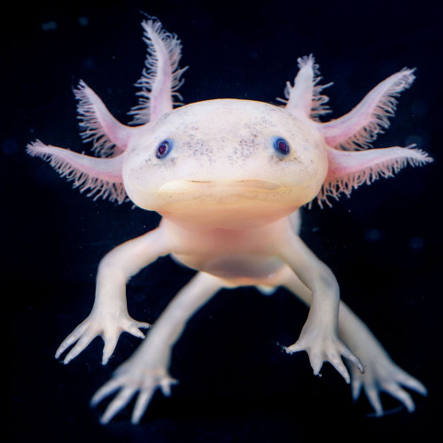 axolotl