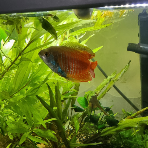 Colisa lalia (trichogaster lalius - gourami nain)