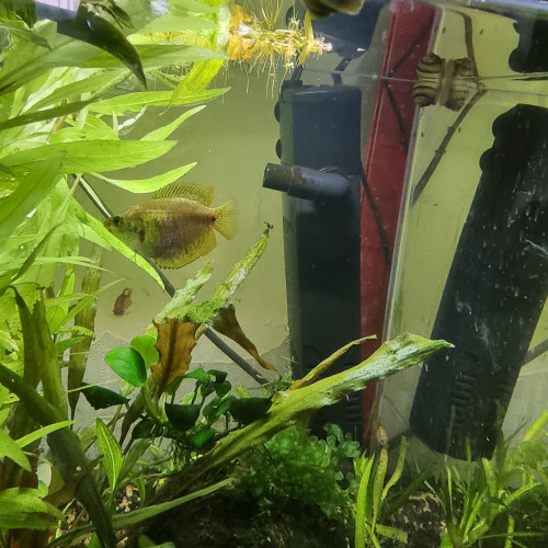 Colisa lalia (trichogaster lalius - gourami nain)