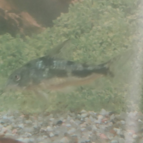 Don 2 poissons de fond Corydoras Lyon