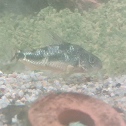 Don 2 poissons de fond Corydoras Lyon