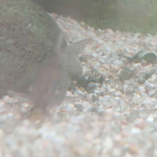 Don 2 poissons de fond Corydoras Lyon