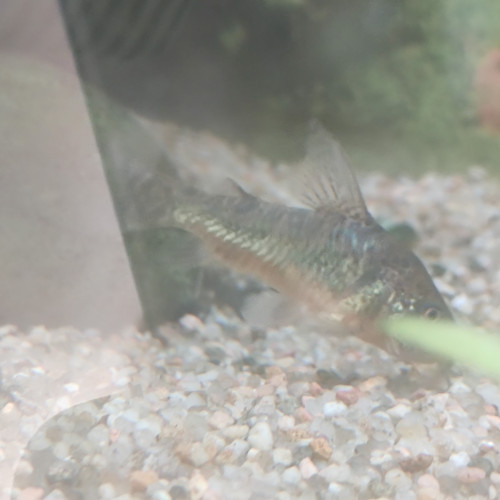 Don 2 poissons de fond Corydoras Lyon