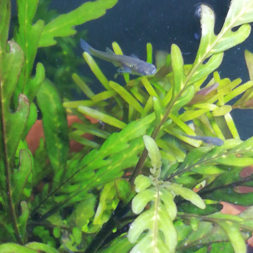 Guppy Endler  (Poecilia Wingei)