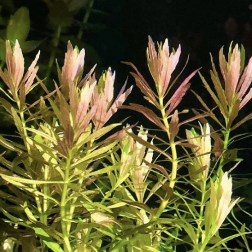 Limnophila aromatica mini