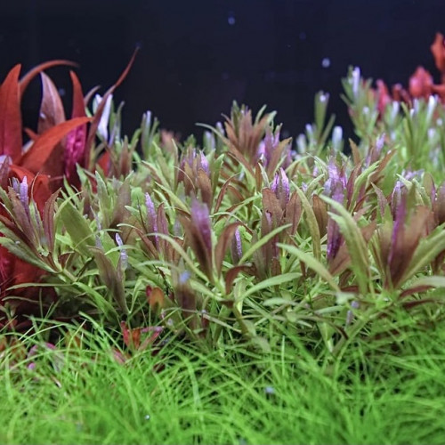 Limnophila aromatica mini