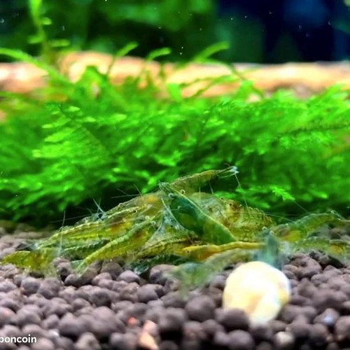 Lot Crevettes super green jade