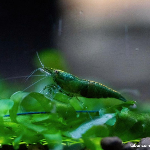 Lot Crevettes super green jade