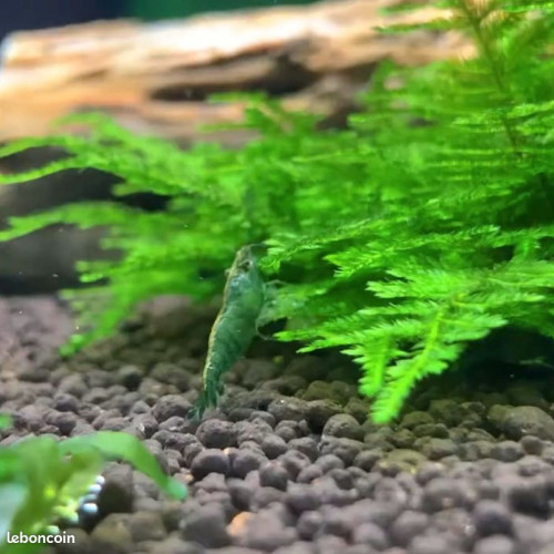 Lot Crevettes super green jade