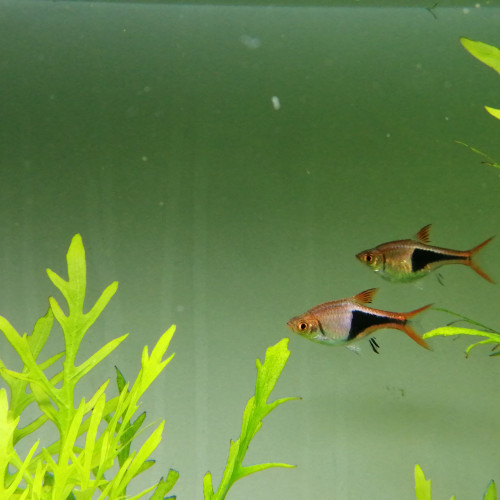 Lot de 2 rasbora arlequin