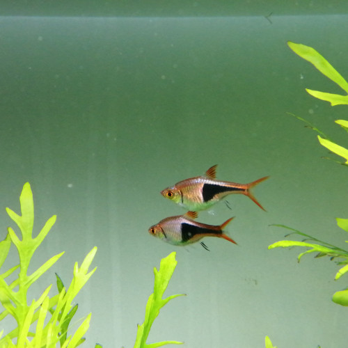 Lot de 2 rasbora arlequin