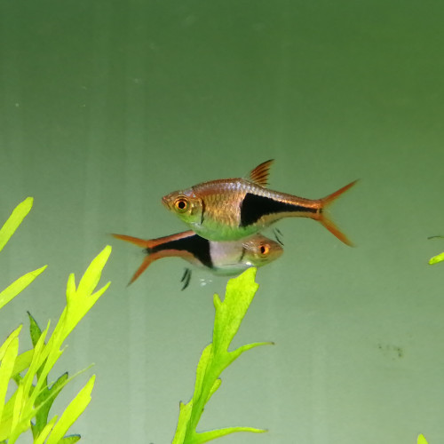Lot de 2 rasbora arlequin