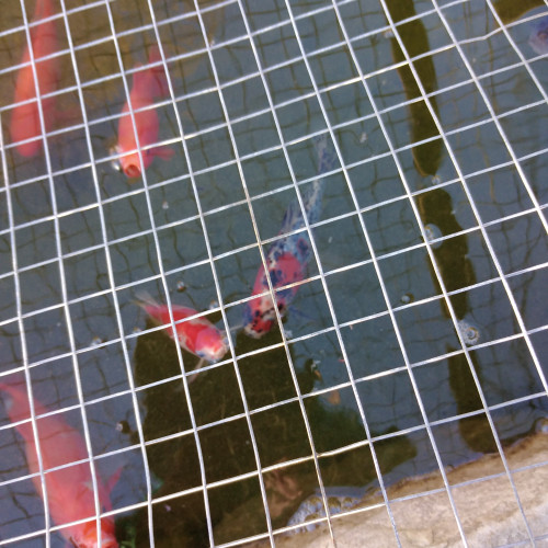 Vente comètes, poissons rouges et petites carpes Koï