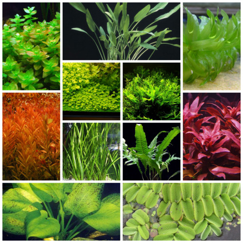 Plantes aquatiques aquarium - 12 variétés
