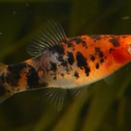 vend platy couleur aleatoire