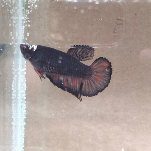 Betta femelle  Plakat Avatar Copper Big Tail- ligne avatar copper