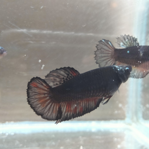 Betta femelle  Plakat Avatar Copper Big Tail- ligne avatar copper