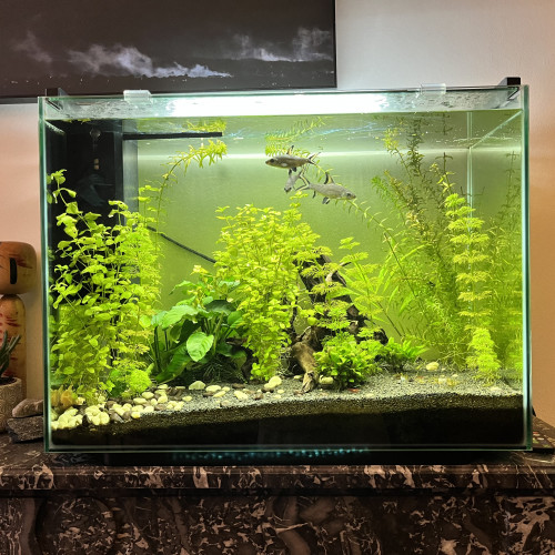 Lot complet Aquarium + vivants