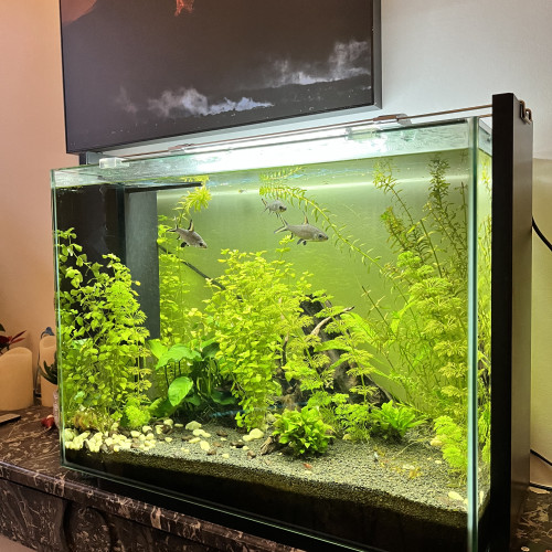 Lot complet Aquarium + vivants