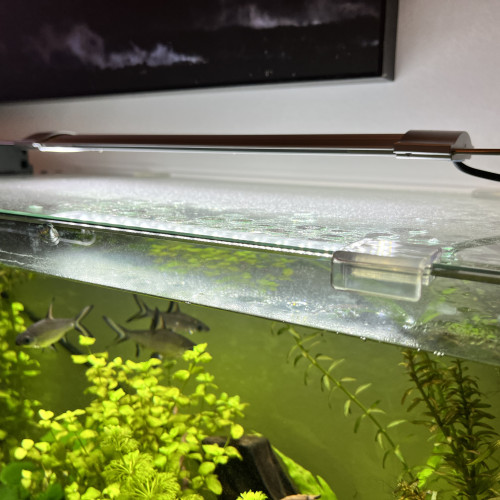 Lot complet Aquarium + vivants