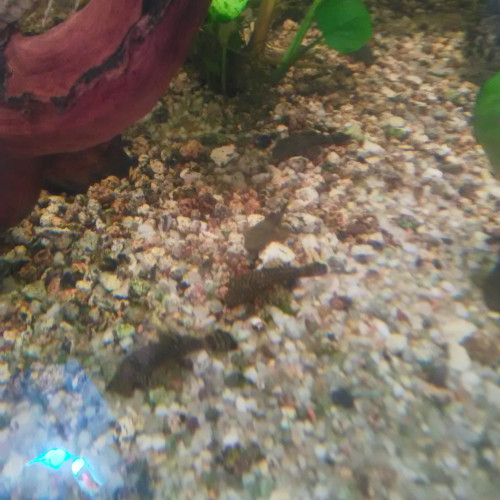 Vends ANCISTRUS bébés 2€ pièce