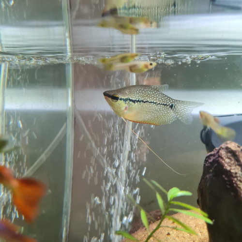 Gourami perlé mâle