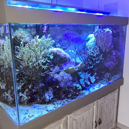 Aquarium complet 840l eau de mer