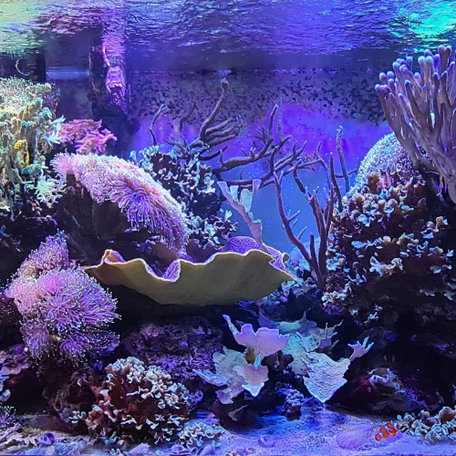 Aquarium complet 840l eau de mer